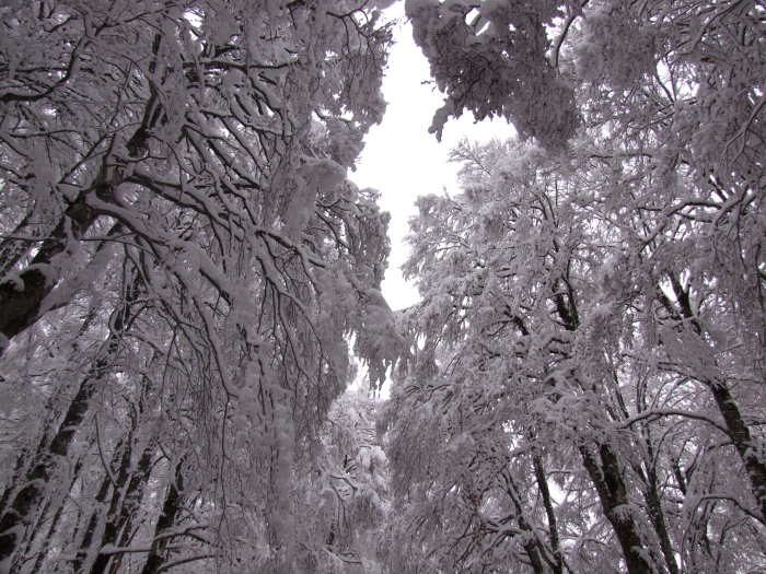 merletti di neve